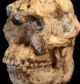 This image shows the Little Foot skull (STW 573).