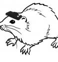 This is an illustration of a rat wearing the geomagnetic device.