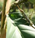 Researchers seek to know more about the 'Pinocchio Lizard' to save it from extinction.