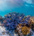 The Great Barrier Reef needs policies based on science, protection and conservation.
