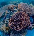 The Great Barrier Reef needs management policies based on science, conservation and protection.