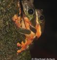 This is Morelet's tree frog (<i>Agalychnis moreletii</i>) at Las Cuevas Research Station, Chiquibul Rainforest, Belize.