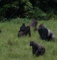 A group of western lowland gorillas. A new report -- titled "Regional Action Plan for the Conservation of Western Lowland Gorillas and Central Chimpanzees 2015-2025" -- outlines the growing number of threats to these great apes across six range countries in Central Africa, including the finding that nearly 80 percent of great apes in the region occur outside of protected areas.