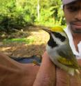 Moises Siles, Amber Roth's banding assistant at Reserva El Jaguar in Nicaragua, holds the Golden-winged Warbler in his hand.
