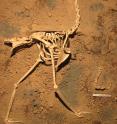 This is a skeleton of <i>Llallawavis scagliai</i> on display at the Museo Municipal de Ciencias Naturales Lorenzo Scaglia, Mar del Plata.