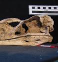 This is a skull of <i>Llallawavis scagliai</i>.