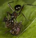 This is a <i>Polyrhachis sp</i> ant with prey. Ants like this keep invertebrate numbers down.