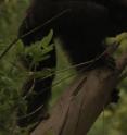Jill Pruetz says the environment and social tolerance may explain why savanna chimps, particularly females, are more likely to hunt with tools.