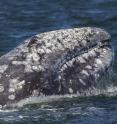 Western gray whales are shown.