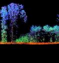 From the laser data, a 3-D structure of a forest can be calculated.