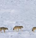 Only three wolves appear to remain at Isle Royale National Park.