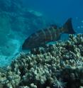 Predatory fish are extremely important for maintaining a balanced ecosystem on the Great Barrier Reef.