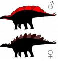 Some <i>Stegosaurus</i> had wide plates, some had tall, with the wide plates being up to 45 percent larger overall than the tall plates.  According to a new study by University of Bristol, UK student, Evan Saitta, the tall-plated <i>Stegosaurus</i> and the wide-plated <i>Stegosaurus</i> were not two distinct species, nor were they individuals of different age: they were actually males and females.  This is the first convincing evidence for sexual differences in a species of dinosaur.