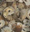 In a major breakthrough in shellfish management and disease prevention, UNH has applied for a patent for a new method of detecting a bacterium that has contaminated New England oyster beds and sickened consumers who ate the contaminated shellfish.