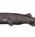 This is an illustration of the pocket shark discovered by NOAA.