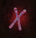 This is an artist's illustration of an X-chromosome. Caltech scientists developed a "molecular microscope" to study a new class of RNA gene and uncovered how an RNA can orchestrate the silencing of all genes across an entire chromosome.