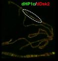 This is a microscope image of polytene chromosomes from Drosophila melanogaster, in which, using staining techniques, scientists have visualized the protein dDsk2, a molecule never previously associated with chromatin