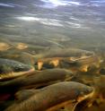 Breeding migrations of native Great Lakes fishes, like the suckers shown here, are often blocked by impassable road crossings and dams.