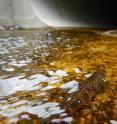 A brook trout attempts to navigate an impassable road crossing.