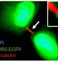 In addition to its location in the cell nucleus, WDR5-EGFP was also found in central dark zone of the midbody.
