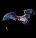 A brown bat in flight maneuvers in search of prey.