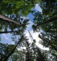 Chlorophyll fluorescence, dull glow produced by plant leaves as a byproduct of photosynthesis, could provide a means of monitoring photosynthetic activity from orbiting satellites. Research conducted by Brown University scientists in the Harvard Forest helps to confirm that fluorescence is a good proxy for photosynthesis in a forest canopy.