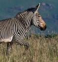 This is a mountain zebra, <i>Equus zebra</i>.