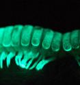 Bioluminescence exhibited in millipedes in certain mountain regions in California isn't a warning signal, it's a way to survive hot environmental conditions.
