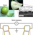 The concept of artificial muscle made from onion epidermal cell.