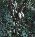 Cacao is a significant cash crop grown in the forest, for example, in Cameroon.