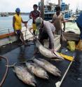 Fishermen in Sri Lanka returning from a three-week trip pull yellowfin tuna and swordfish from their icy holds to sell to middlemen.