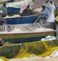 Nile perch fishermen check their nets on the shores of Lake Victoria in Uganda.