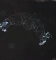 In this image, a <i>Chironomus</i> larva displays abnormal double-abdomen formation (no head). The gene panish, silenced here, controls the development of the head. In this image, a <i>Chironomus</i> larva displays abnormal double-abdomen formation (no head). The gene panish, silenced here, controls the development of the head.