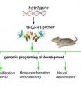 UB research suggests a new paradigm, visualized in this diagram, for developmental global genome programming by the nuclear FGFR1 protein.