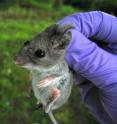 This is a white-footed mouse with a tick on its face prior to removal.