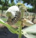 A caterpillar of a monarch butterfly feeds on milkweed in a WSU Prosser vineyard in June 2014.