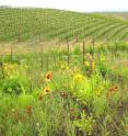 Native plants grown alongside a Walla Walla, Wash., vineyard attract and sustain butterflies as well as natural enemies of pests.