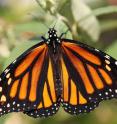 Monarch butterfly is shown.