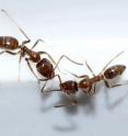 These are Argentine ants (<I>Linepithema humile</I>).