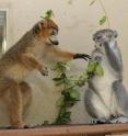 In many of the more than 100 recognized species of lemurs, females run the show. Here, a crowned lemur female hogs a sprig of honeysuckle from her mate.