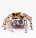 The <i>Habronattus sunglow</i> is a species of jumping spider that has "true" color vision. This is a male.