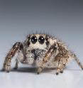The <i>Habronattus hirsutus</i> is a jumping spider that has "true" color vision. This is a female.