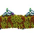 The attached image shows molecular dynamics simulation showing the aggregation of the NS4B protein on the bilayer surface.