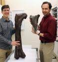 Dr. Christian Sidor, Burke Museum curator of vertebrate paleontology, and Brandon Peecook, University of Washington graduate student, show the size and placement of the fossil fragment compared to the cast of a Daspletosaurus femur.
