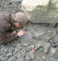 Dr. Adam Huttenlocker, at the time a University of Washington graduate student and Burke Museum paleontologist, examines the first dinosaur fossil found in Washington state at Sucia Island State Park in the San Juan Islands.