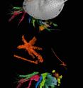 This image shows two pentastomids (in orange) attached externally to the ostracod; one of the pentastomids; the ostracod with its shell removed, showing the external pentastomids and a pentastomid near the eggs of the ostracod.