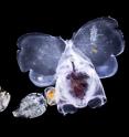 The Tara Oceans expedition collected these small zooplanktonic animals in the Indian Ocean: a molluscan pteropod on the right, and 2 crustacean copepods. On the left is a fragment of orange paint from Tara's hull.