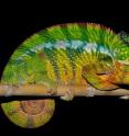 Shown here is a panther chameleon.
