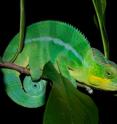 Shown here is a panther chameleon.