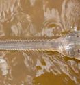 These are juvenile smalltooth sawfish in the Charlotte Harbor estuarine system, Florida.
